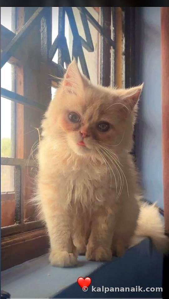 A fluffy kitten