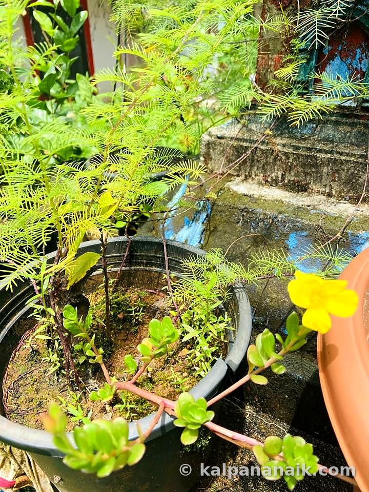 Yellow flower in a planter