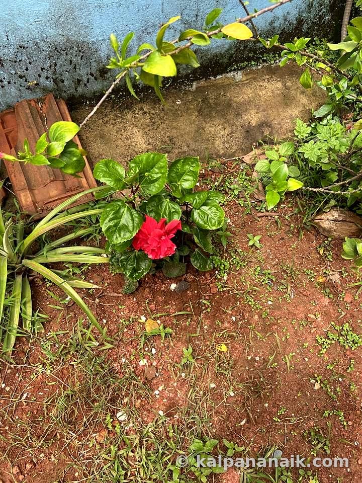 Red hibiscus in a garden bed