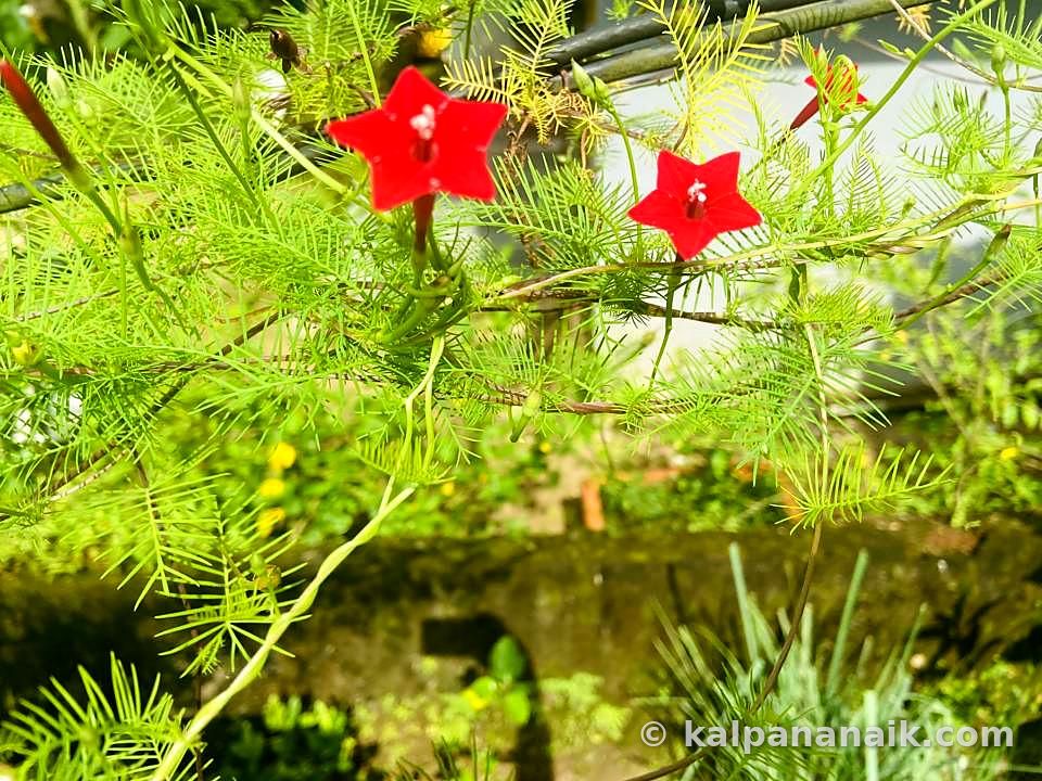 Red star flowers on green