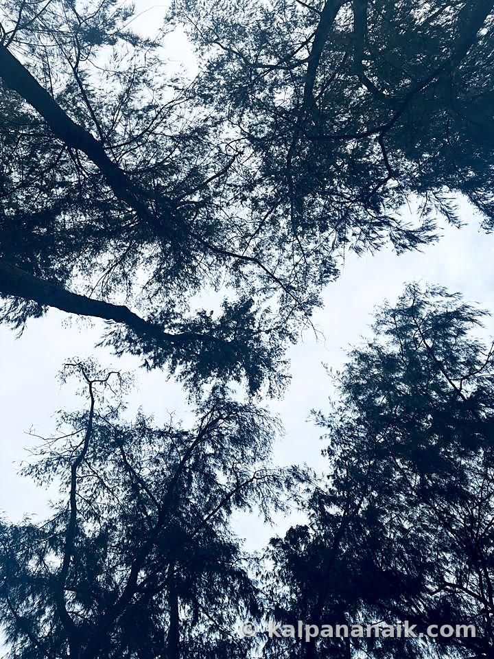 Treetops against the sky