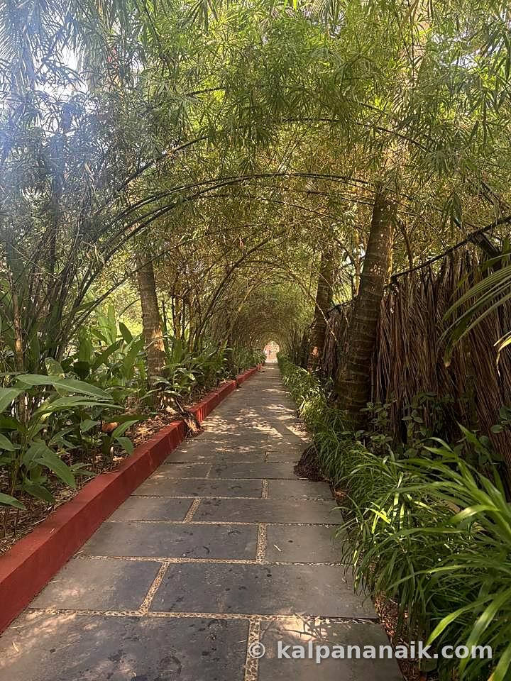 Bamboo tunnel path