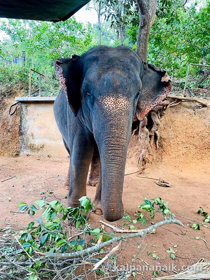 Young elephant in the forest