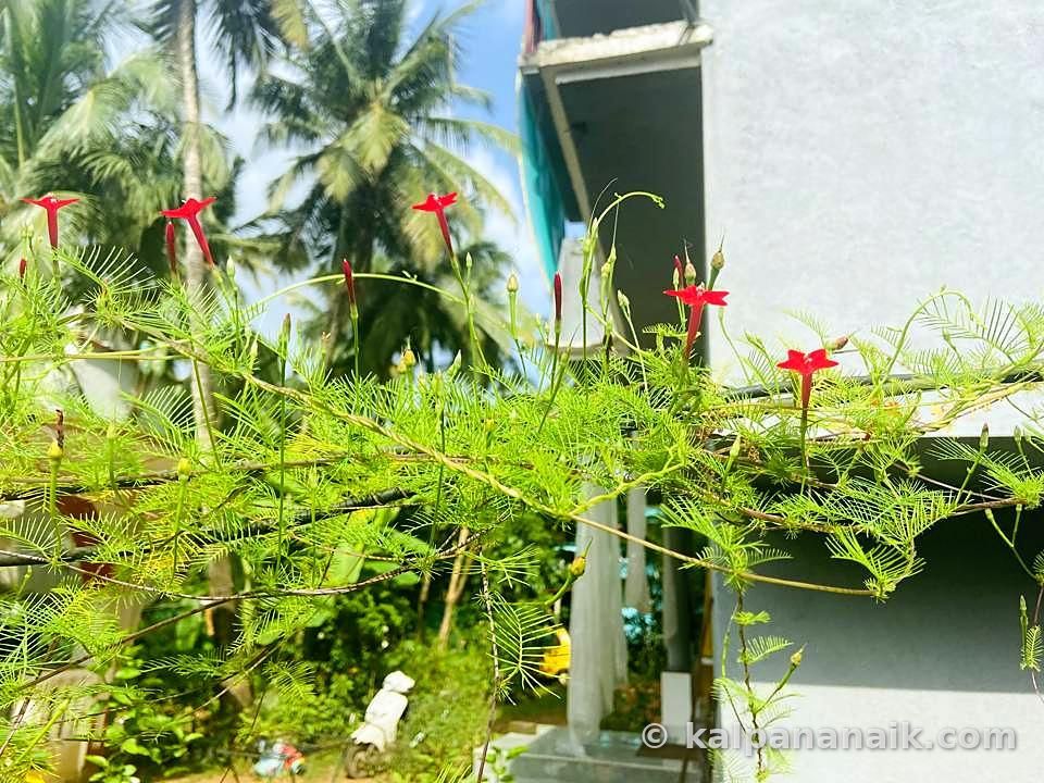 Climbing plant with red flowers