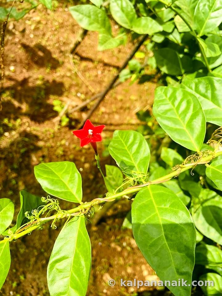 Tiny red flower among leaves