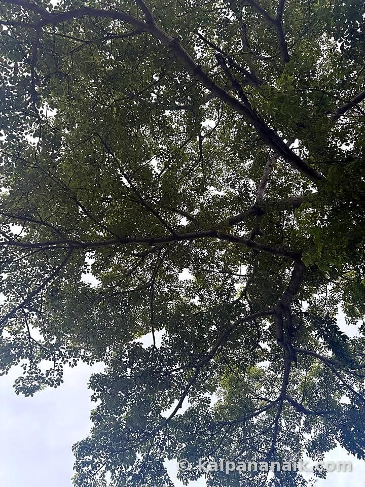 Looking up through a tree canopy