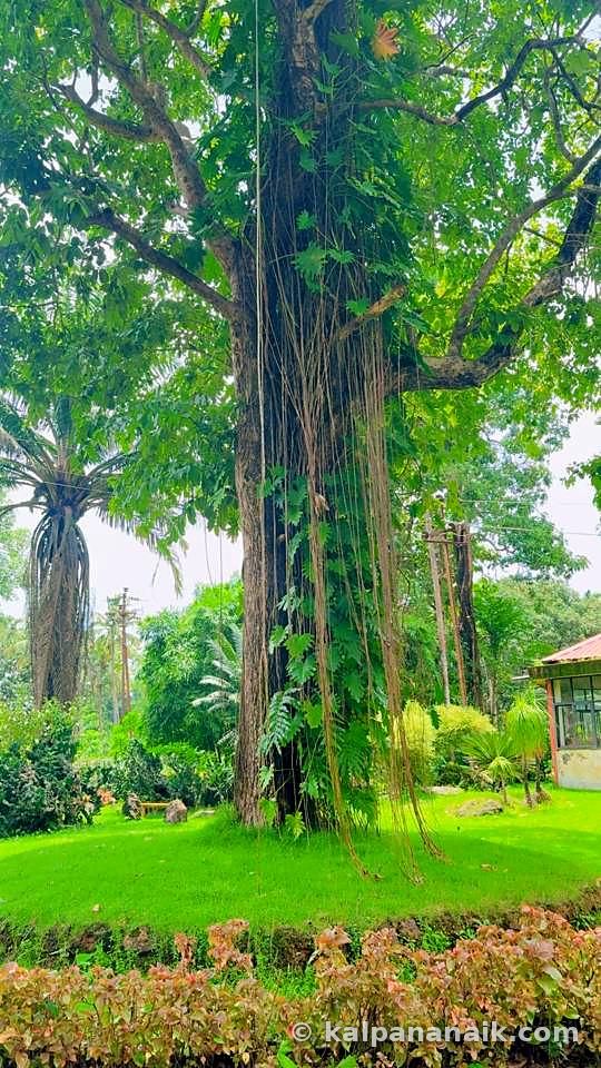 Old banyan tree