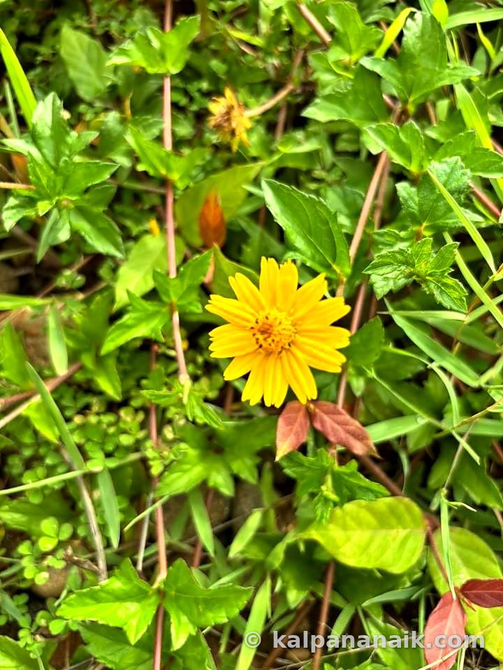 Yellow wildflower