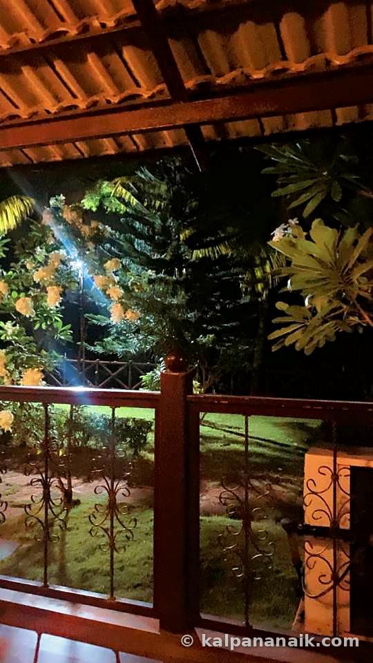 Night garden with lights
