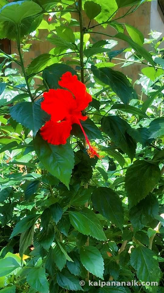 Red hibiscus flower